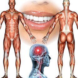 Orthokinética