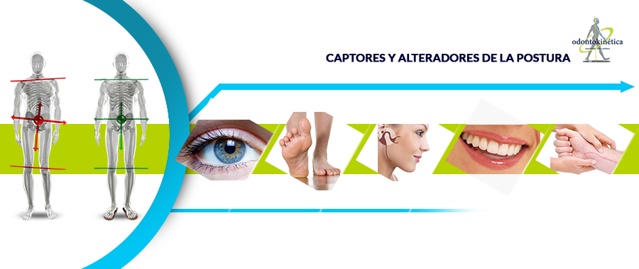 Orthokinética